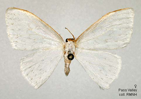 Drepnea Papua Insects Foundation (Lepidoptera/Drepanidae/Drepaninae ...
